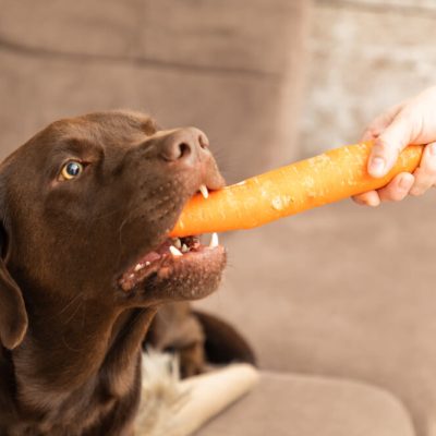 Can Dogs Eat Carrots Unlocking The Nutritional Secrets Of This Crunchy Treat