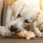 Can Dogs Eat Raw Chicken Understanding The Safety And Health Implications