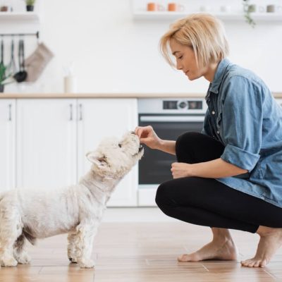 Can Dogs Eat Shrimp What Every Dog Owner Must Know