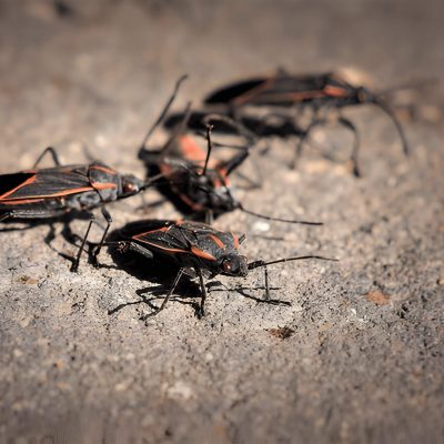 How To Get Rid Of Boxelder Bugs Effective Solutions For Your Home And Garden