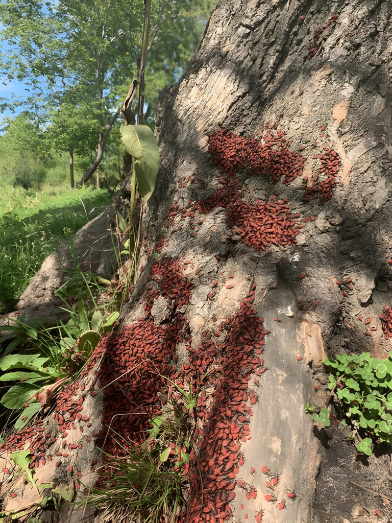 Identifying Boxelder Bugs Signs And Symptoms Of An Infestation