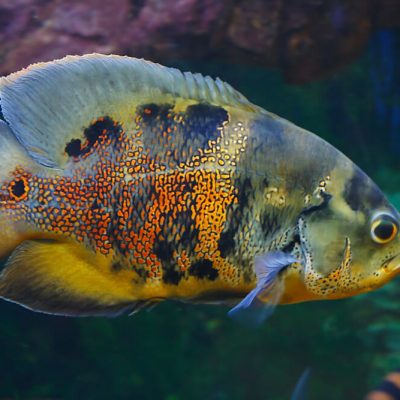 Oscar Fish Care Guide Maintenance Tips For A Healthy Aquarium