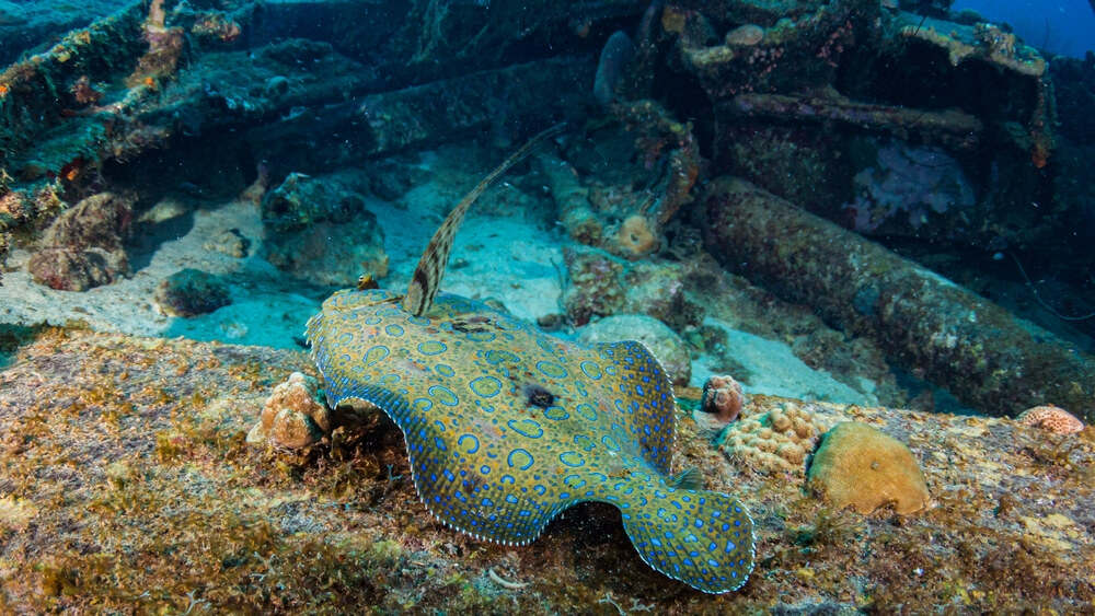 The Best Time And Places To Catch Flounder