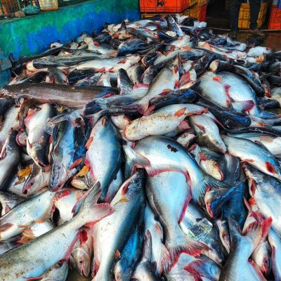 What Is Swai Fish Everything You Need To Know